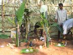 Pongal