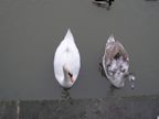 Swans